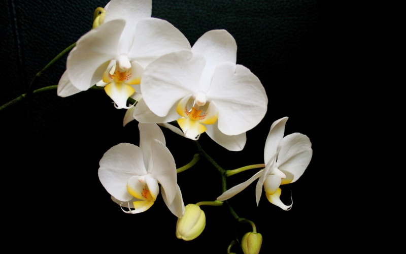 Astuce Arroser les orchidées sans les noyer ! 