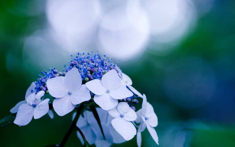 Astuce Avoir des hortensias bien bleus