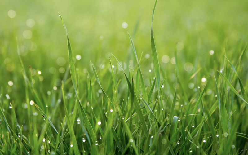 Éliminer une tâche d'herbe