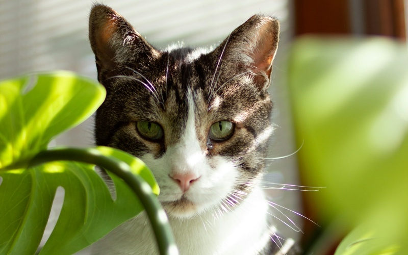 Astuce Éloigner les chats des plantes