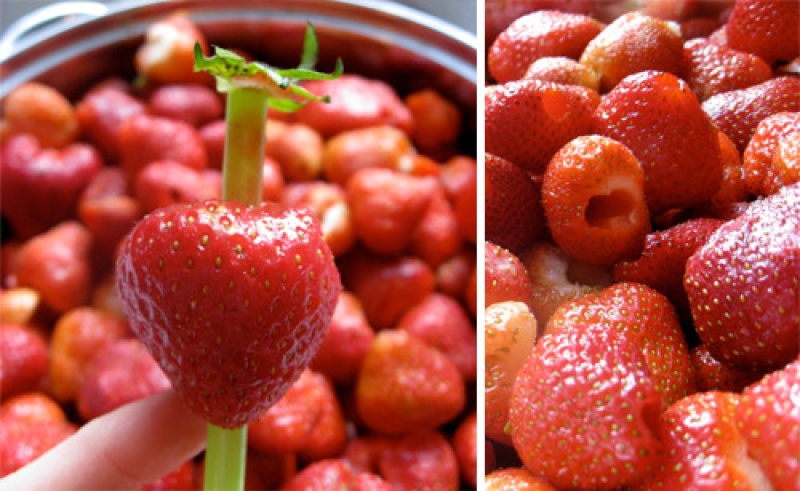 Astuce Enlever facilement les feuilles d'une fraise avec une paille