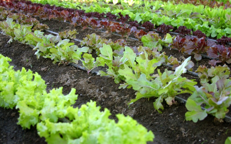 Astuce Protéger son potager des limaces