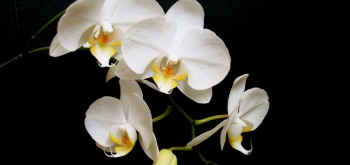 Arroser les orchidées sans les noyer ! 