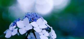 Avoir des hortensias bien bleus