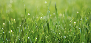 Éliminer une tâche d'herbe