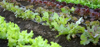 Protéger son potager des limaces