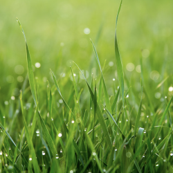 Éliminer une tâche d'herbe